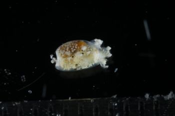 Media type: image;   Malacology 393732 Description: live specimen;
